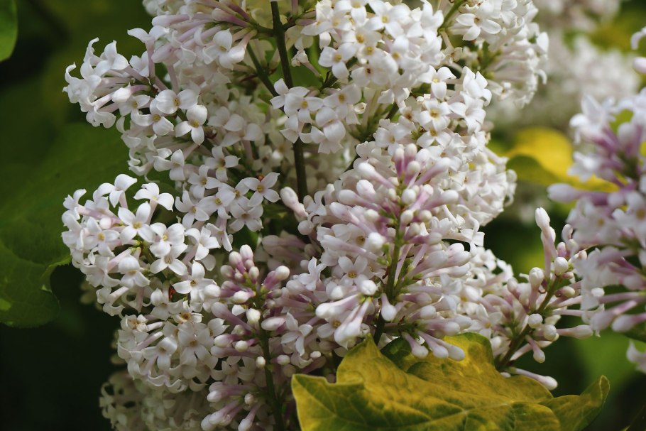 Сирень мохнатая Syringa villosa
