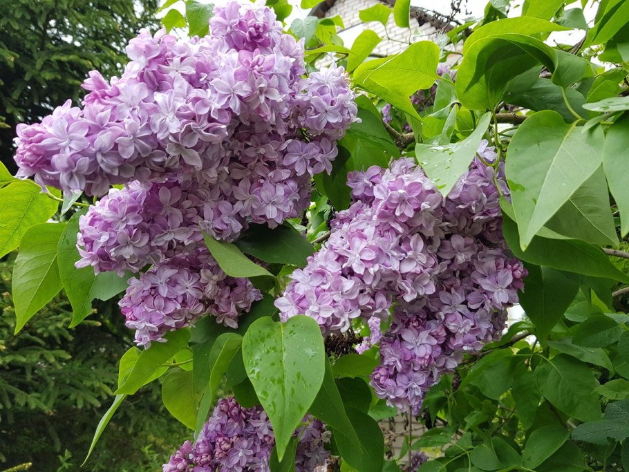 Сирень Кардинал