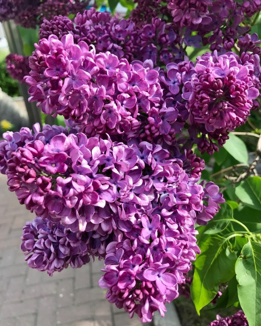 Сирень волосистая