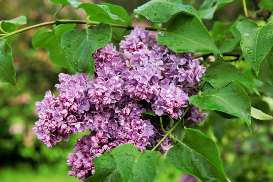 Сирень Miss Kim Syringa