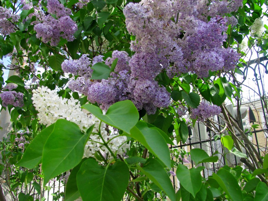 Syringa yunnanensis - сирень Юньнаньская