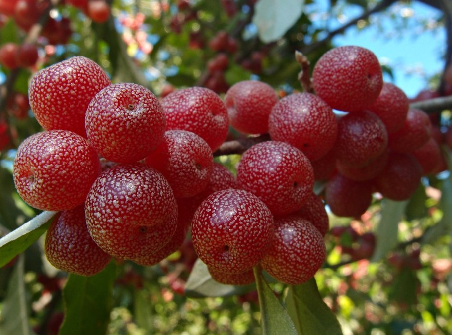 Шефердия серебристая куст