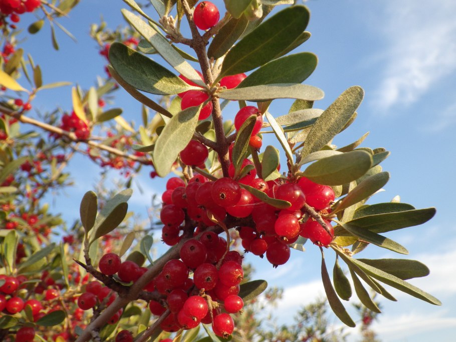 Облепиха шефердия