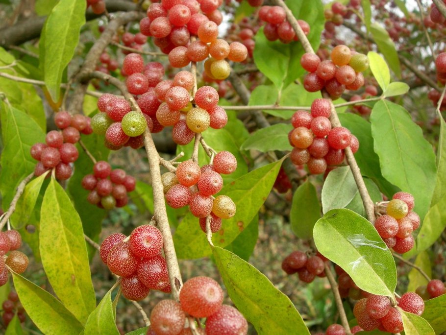 Канадская облепиха шефердия