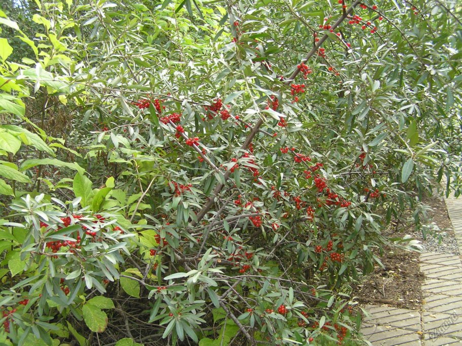 Канадская облепиха шефердия