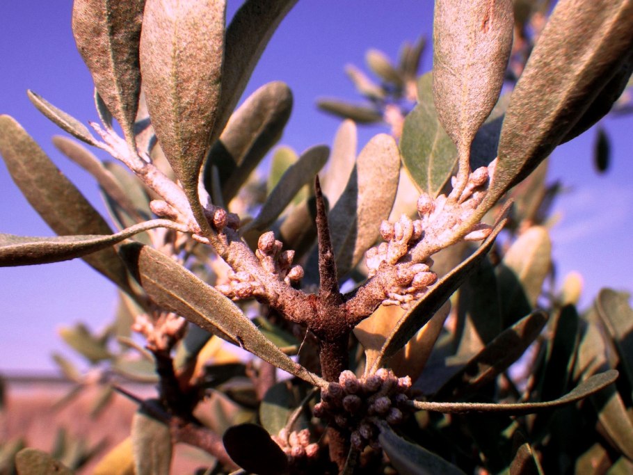 Шефердия канадская