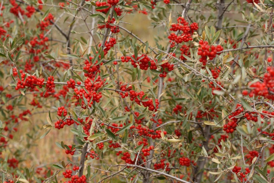 Шефердия косточка