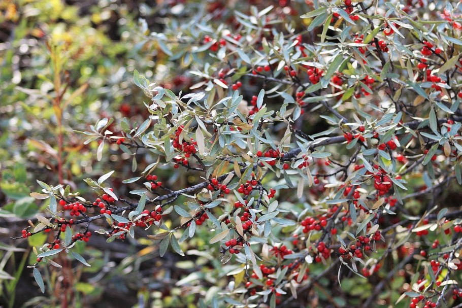 Канадская облепиха шефердия