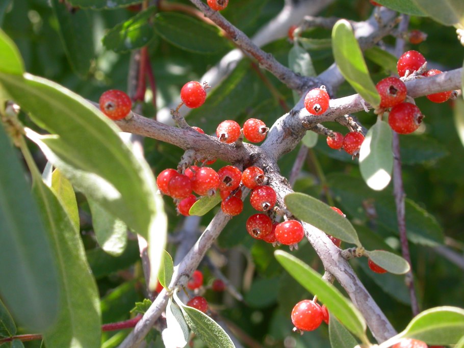 Шефердия канадская