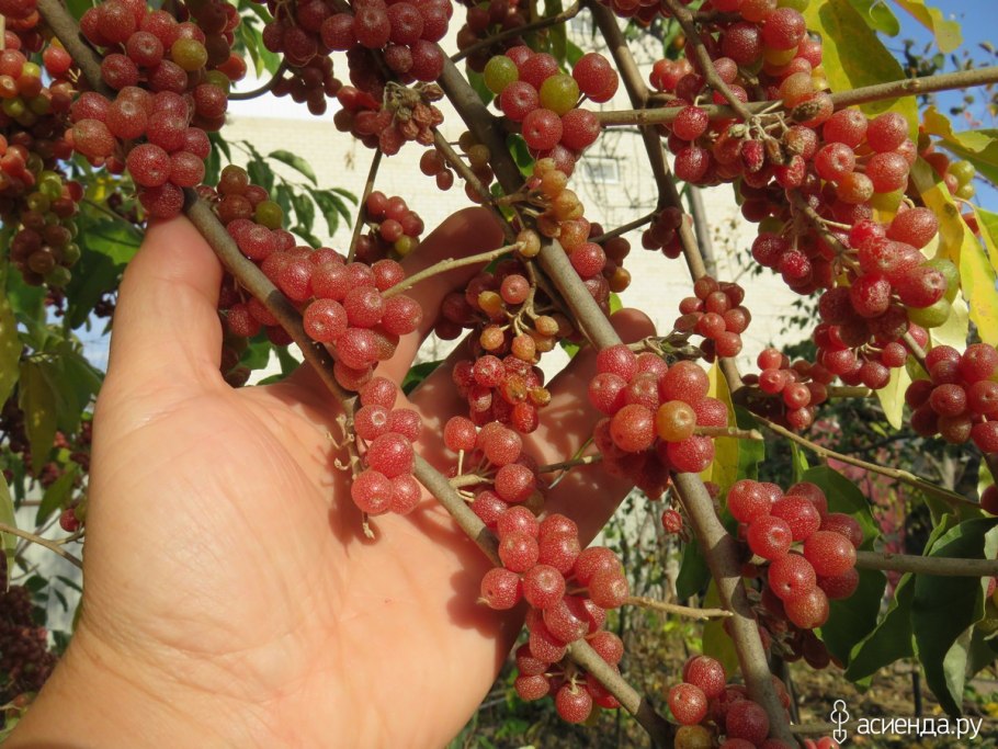 Шефердия круглолистная