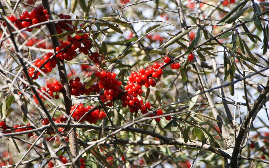 Американская облепиха шефердия