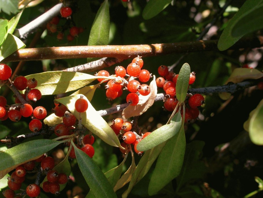Красная облепиха шефердия