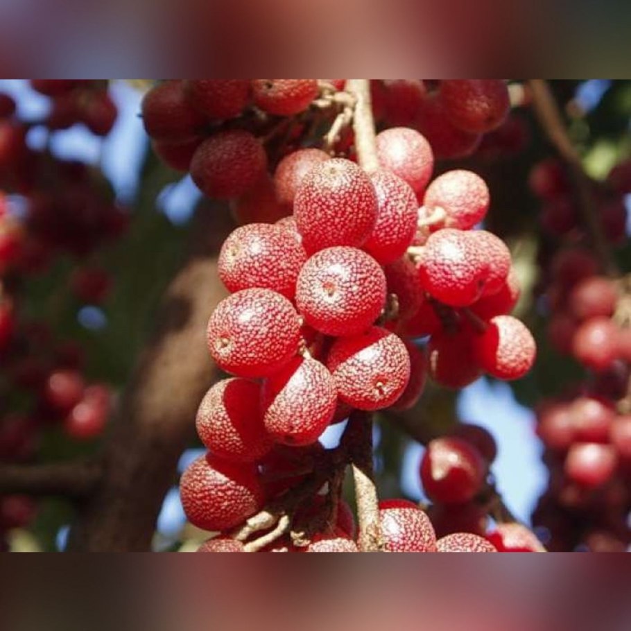 Красная облепиха шефердия