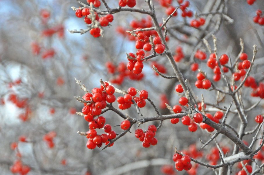 Шефердия канадская