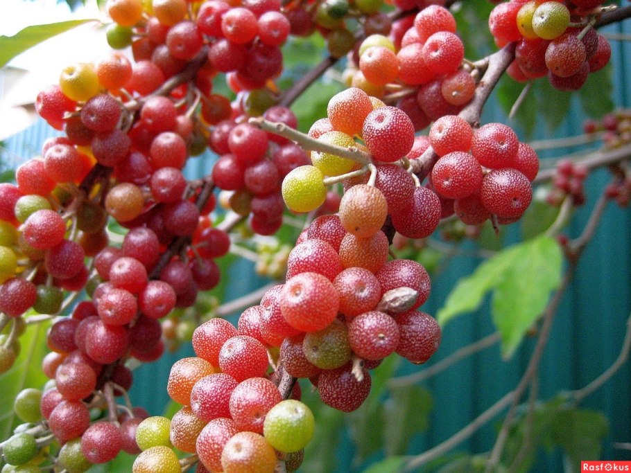 Шефердия канадская