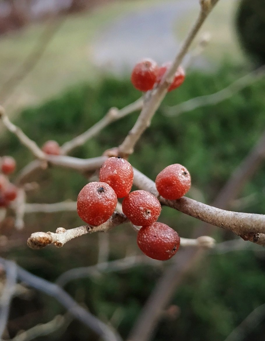 Лох зонтичный