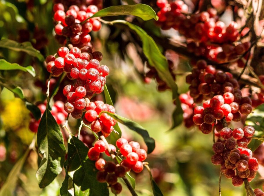 Семейство Лоховые