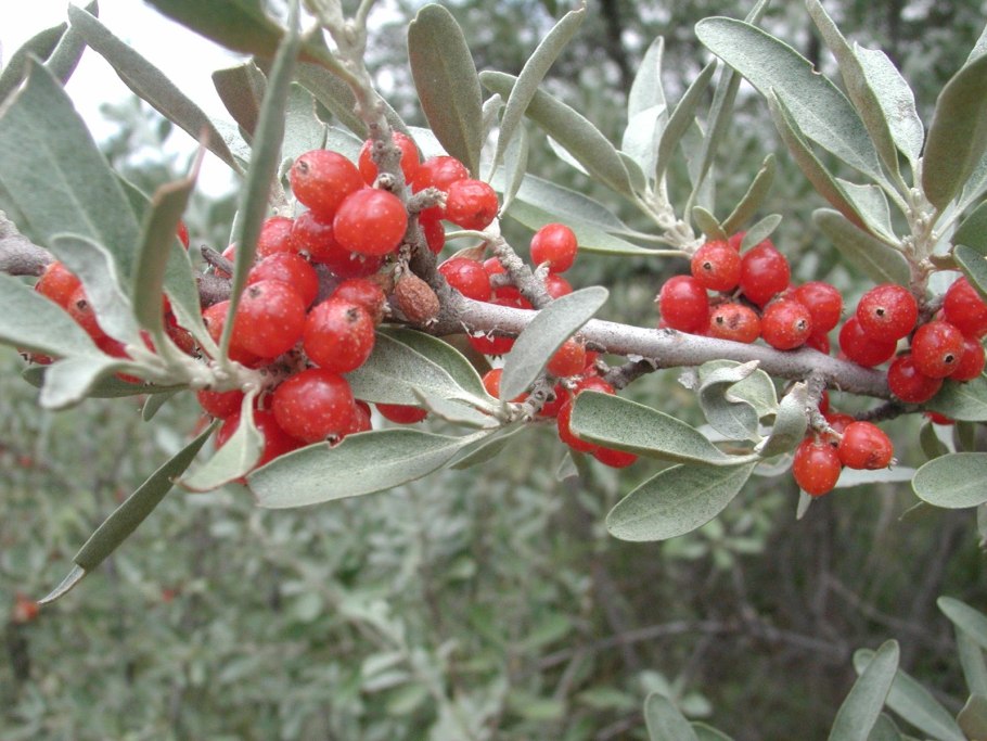 Облепиха шефердия