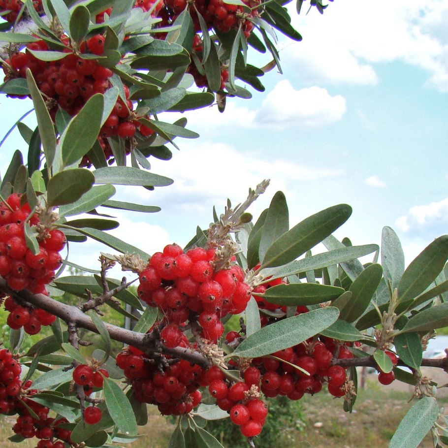 Шефердия серебристая куст