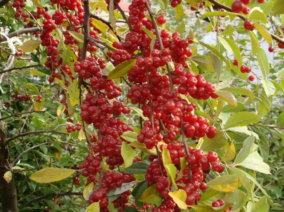 Шефердия канадская