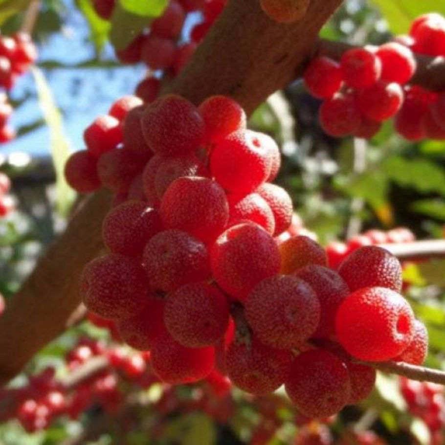 Канадская облепиха шефердия