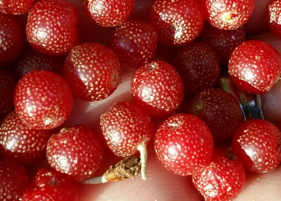 Ягода шефердия