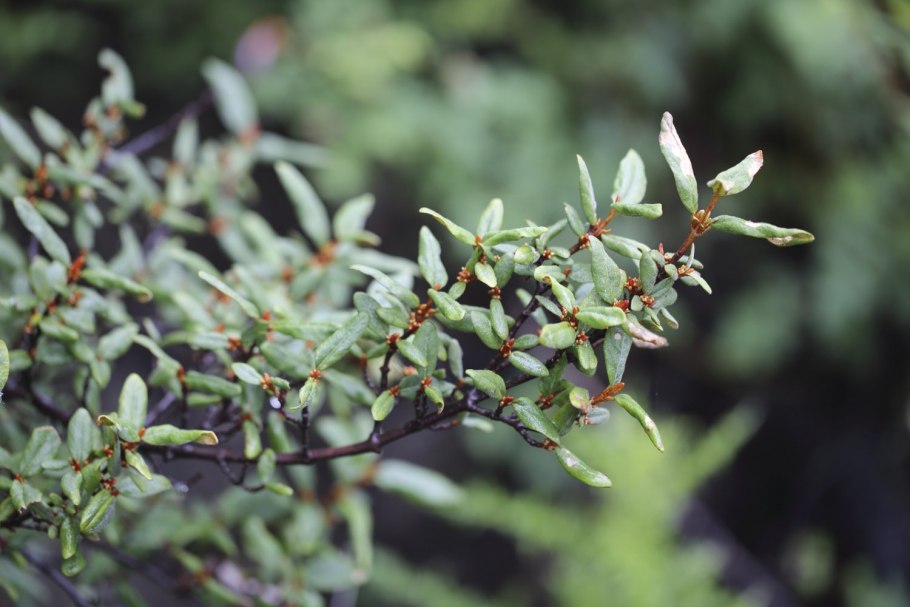 Канадская облепиха шефердия