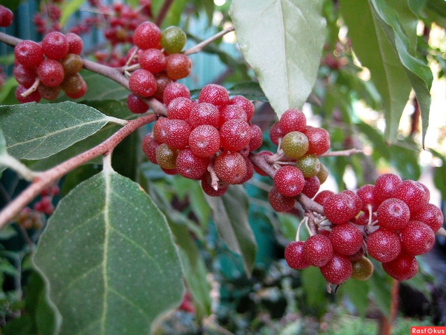 Облепиха шефердия