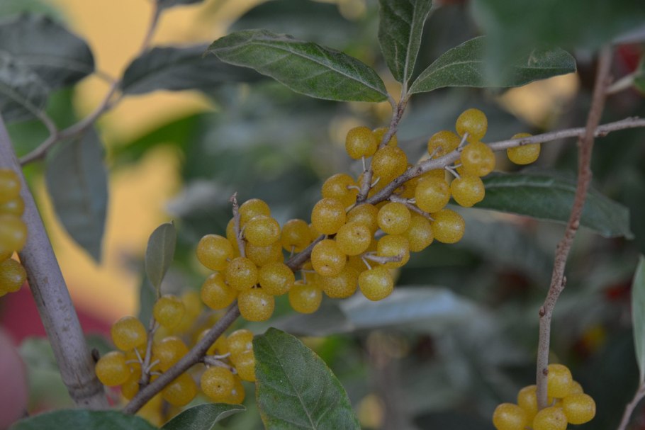 Шефердия цветковые почки