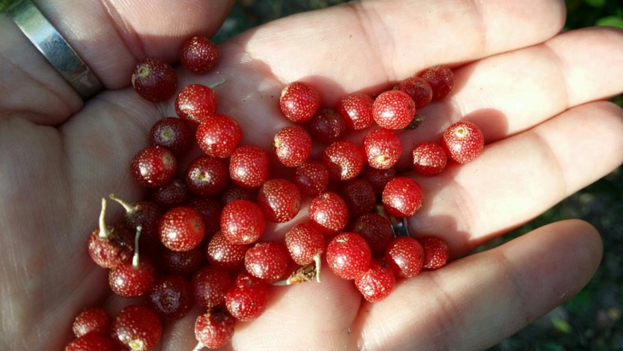 Лох многоцветковый шефердия