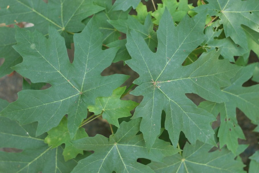 Клен крупнолистный