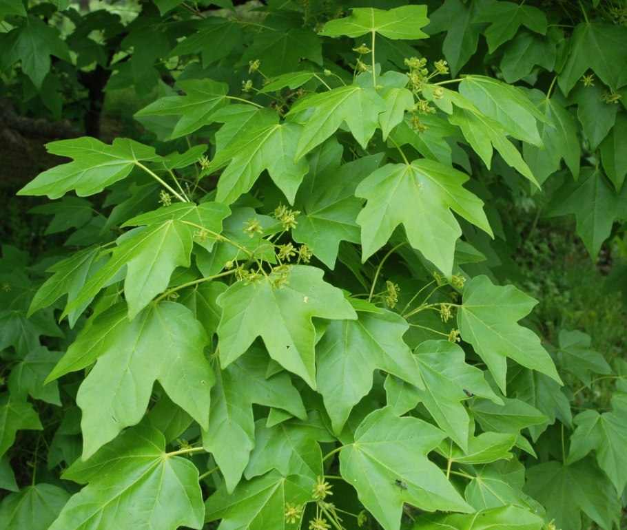 Клен Миябе (Acer miyabei)