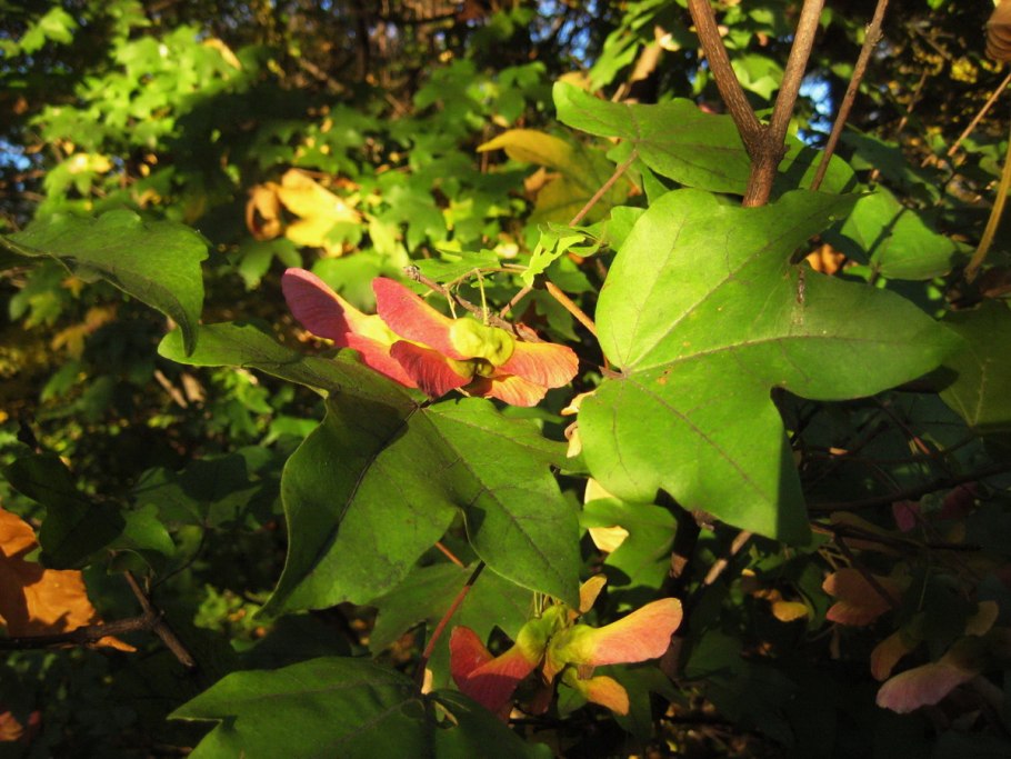 Клен Миябе фото