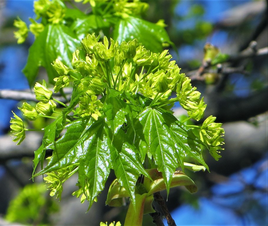Клен пальмолистный Acer Pal. Orange Dream