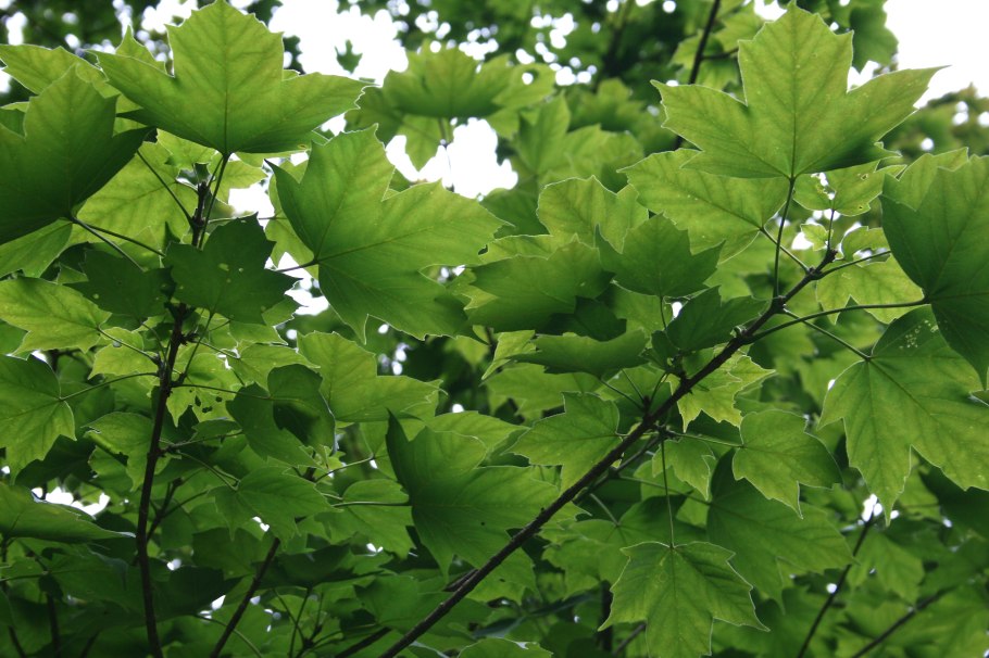 Багряные листья