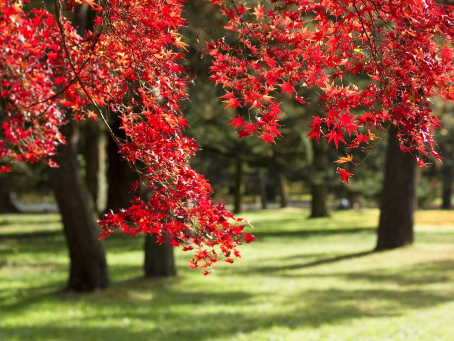 Клён Миябе в Японии