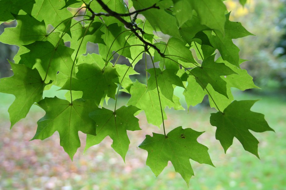 Клен боярышниколистный