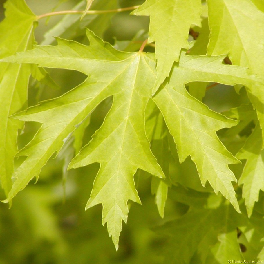 Клен Дьявольский (Acer Diabolicum)