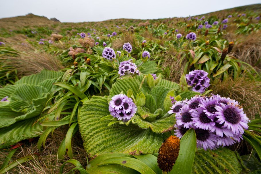 Мегатравы архипелаг