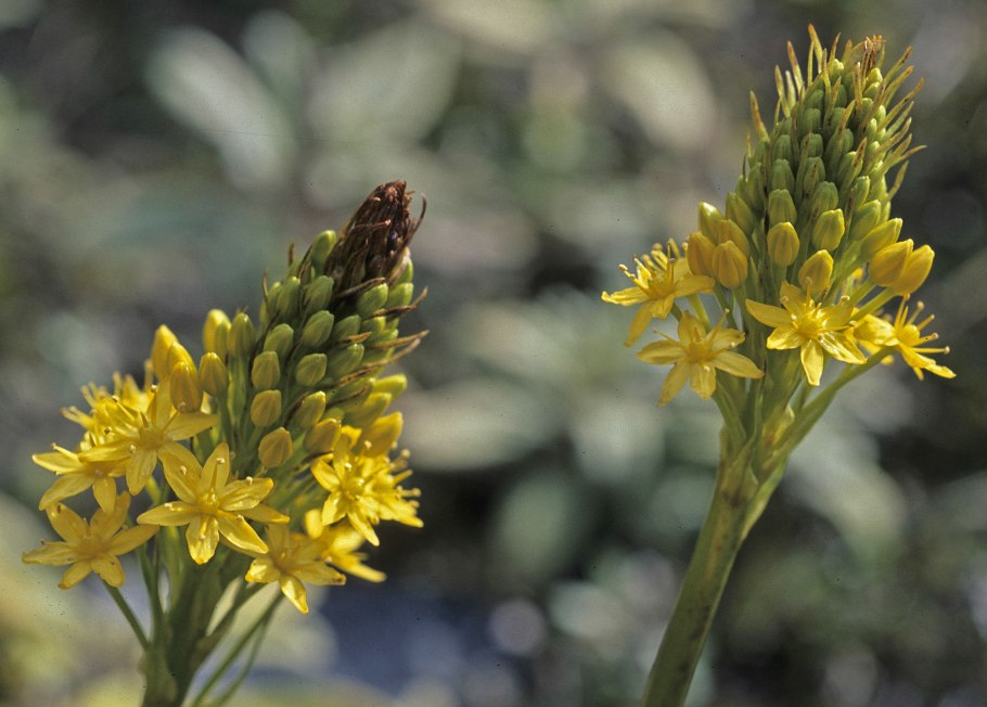 Бульбинелла узколистная