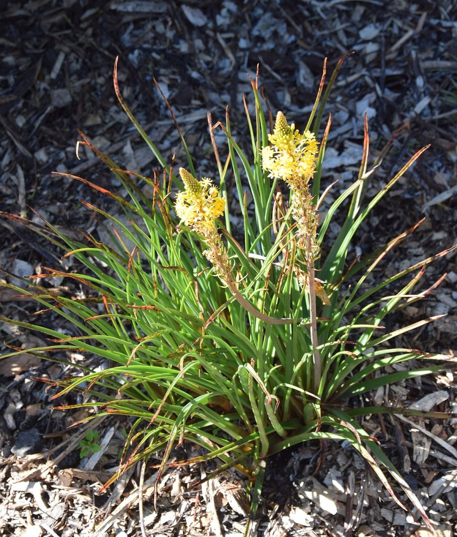 Pleurophyllum speciosum