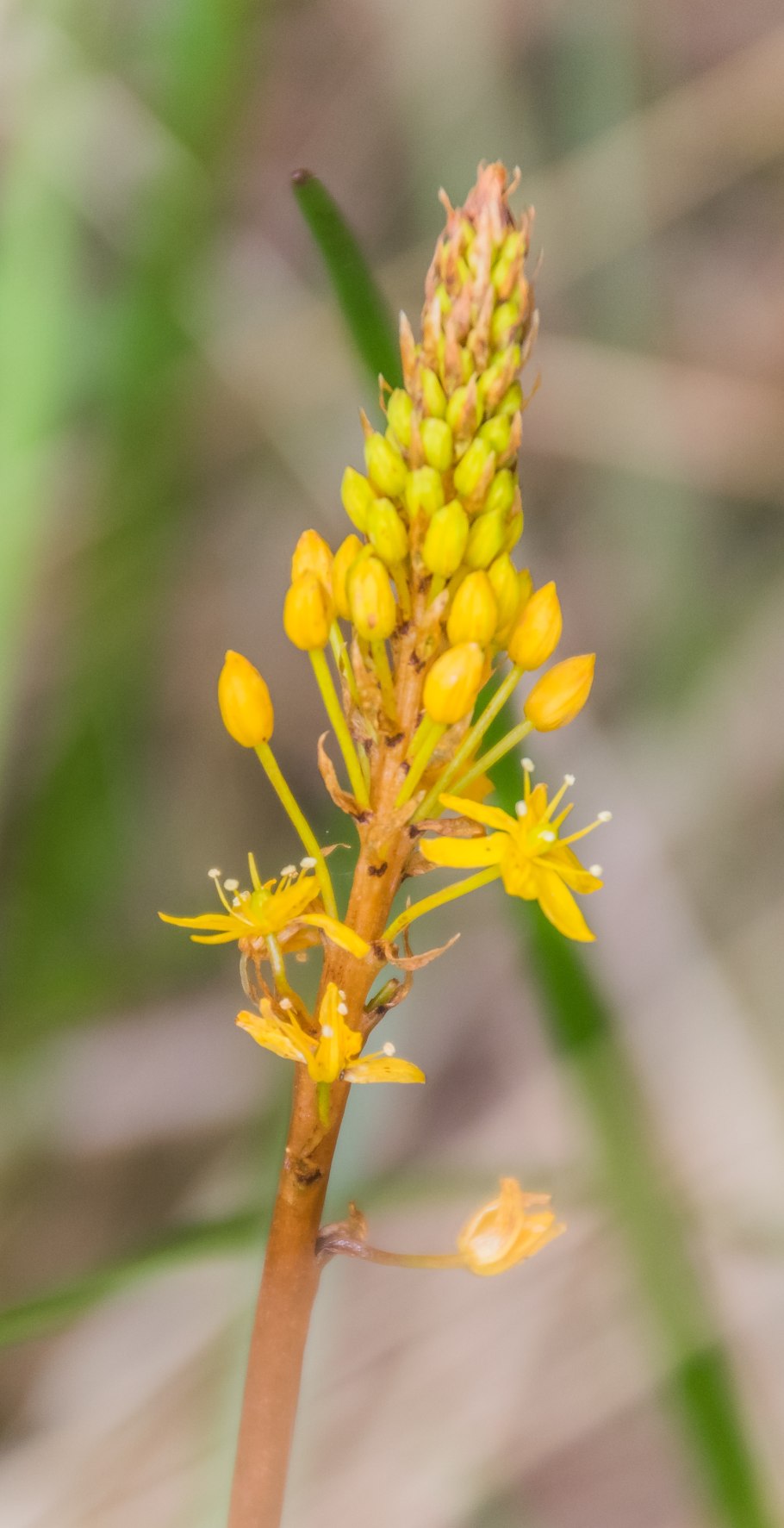 Бульбинелла