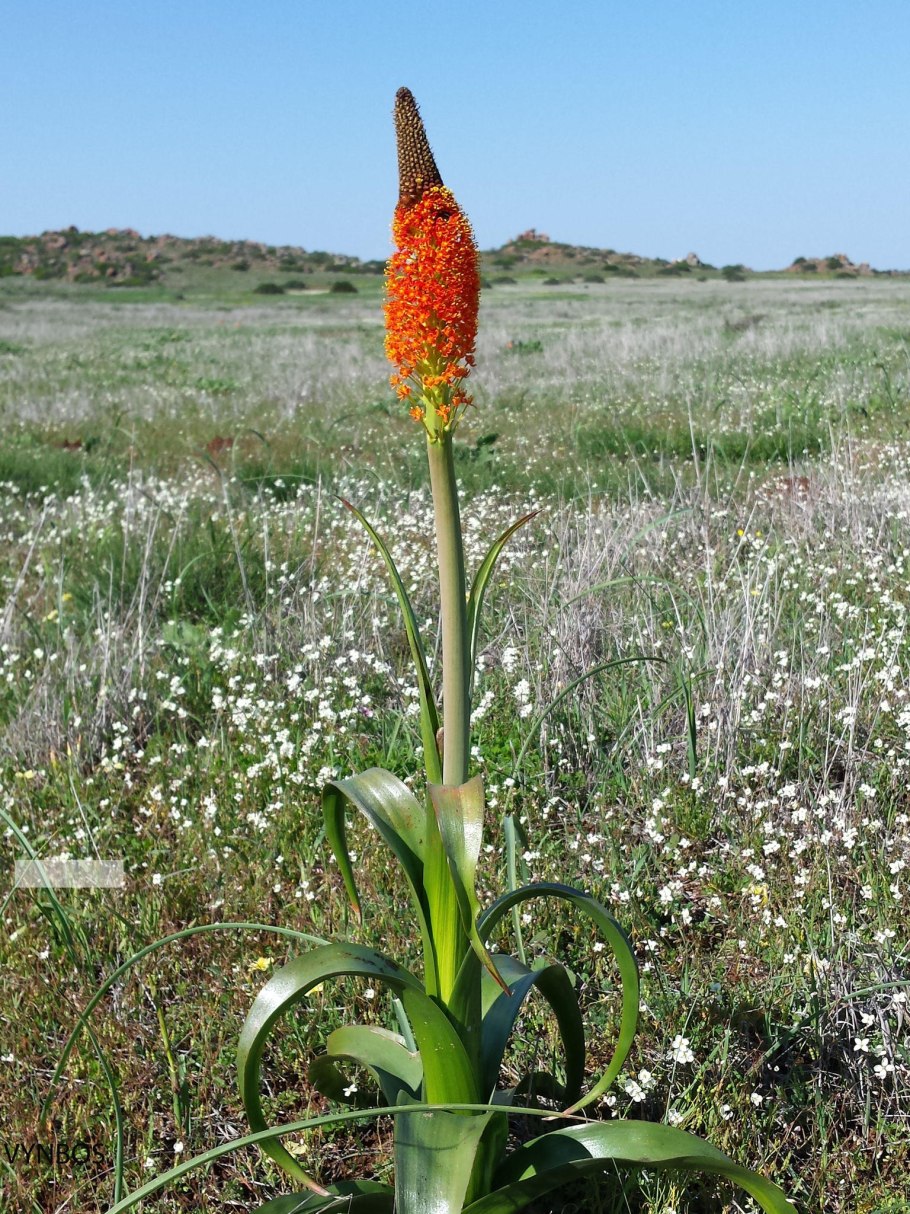 Pleurophyllum hookeri