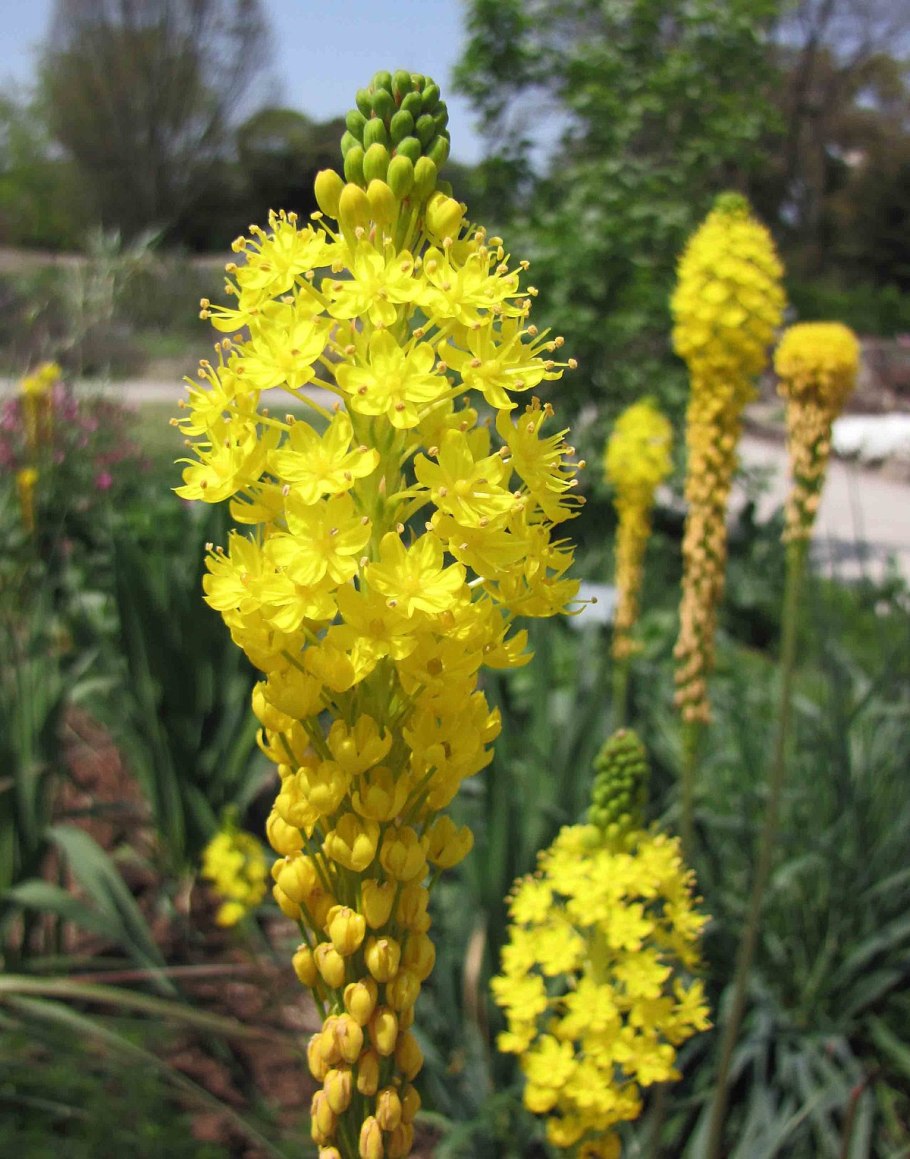 Бульбинелла фото