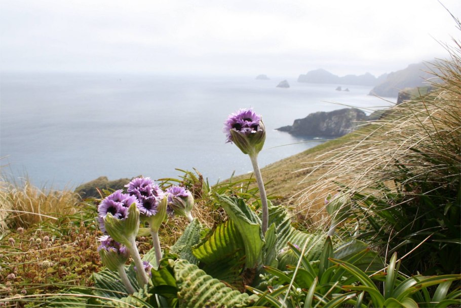 Pleurophyllum speciosum