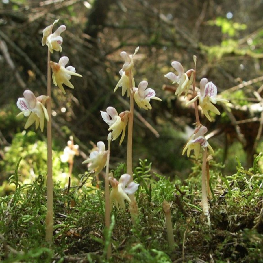 Pleurophyllum criniferum