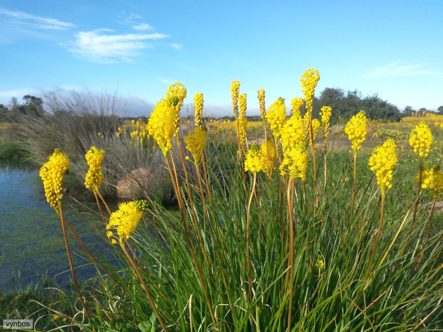 Бульбинелла широколистная