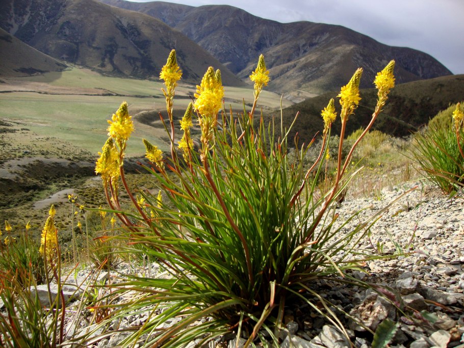 Асфоделюс Дудчатый