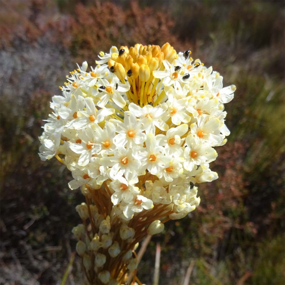 Бульбинелла узколистная