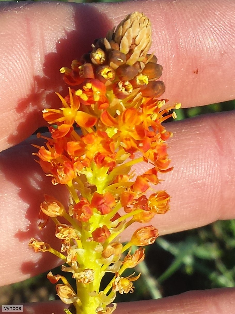 Бульбинелла узколистная